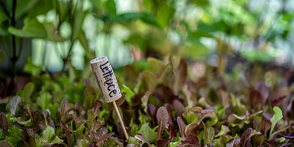 Lettuce Growing in the DeLoach Biodynamic and Organic Garden